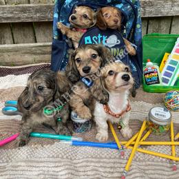 Dachshund Puppies from M.H.P Dachshunds