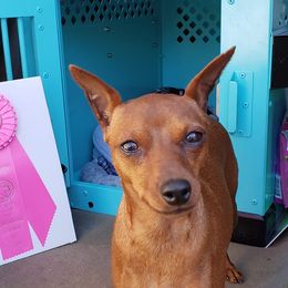Samantha - Miniature Pinscher
