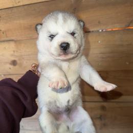 Boy 2 - Sable and white male Siberian Husky puppy in Iron River, Wisconsin from Wiemeri Siberians