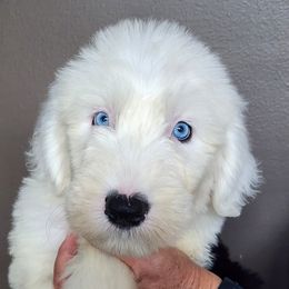 Old English Sheepdogs and Sheepadoodles from Country Roads Sheepdogs & Doodles