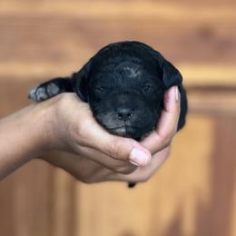 Girl 1 - female Cockapoo puppy in Waco, Texas from Cedar Ranch