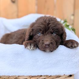 Orange collar - Brown and white male Aussiedoodle puppy in Coulee City, Washington from Mr and Mrs Doodle Farm