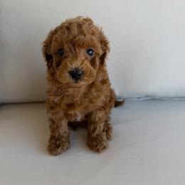 Trained Mr Sweetheart - Red  male Goldendoodle puppy in Mayfield, Utah from Ruff Country Doodles
