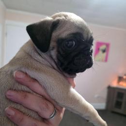 Dora - Fawn Girl - Fawn female Pug puppy in Olin, North Carolina from Piggy Pugs