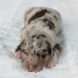 Boy 4 Black - Red merle male Australian Shepherd puppy in Yakima, Washington from Naches Heights Ranch