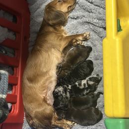 Dachshund Puppies from Dashing Doxie’s