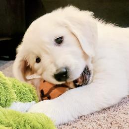 Cavalier King Charles Spaniels and Golden Retrievers from Cuddle Up Pups WI