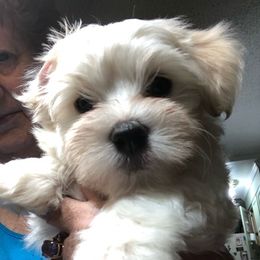Havanese All Grown Up from Heart Of My Heart Havanese