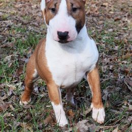 Miniature Bull Terrier Puppies from Rossi River Minibulls