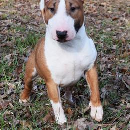 Miniature Bull Terrier Puppies from Rossi River Minibulls
