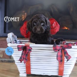 Comet - Chocolate male Australian Labradoodle puppy in Redding, California from Shasta Royal Monroe Puppies