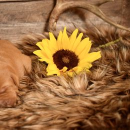 Labrador Retriever Puppies from TNT Elite Labradors