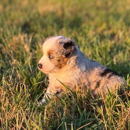 Girl 5 - Blue merle female Miniature Australian Shepherd puppy in Greenville, South Carolina from QC Homestead Miniature Australian Shepherds