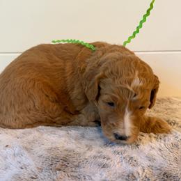 Light Green Boy - Red  male Goldendoodle puppy in San Augustine, Texas from Vintage Doodles