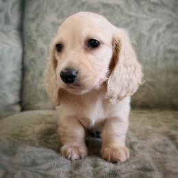 Howie - Cream male Dachshund puppy in Wylie, Texas from Lawson's Kennel