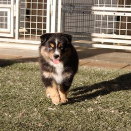 Pegasus - Black tri-color female Australian Shepherd puppy in Sonoita, Arizona from Gardner Canyon Kennels