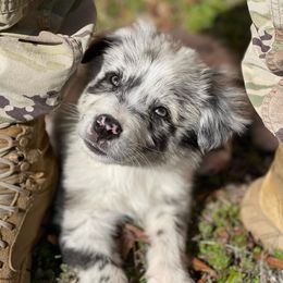 Aussiedoodle and Australian Shepherd Puppies from Dark Water Standards