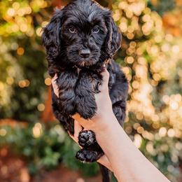 Light pink girl - Black female Goldendoodle puppy in Damascus, Oregon from Emma Doodles