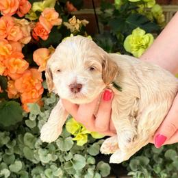 Joel (green) - Cream male Cockapoo puppy in Denver, Pennsylvania from Greenview Puppies