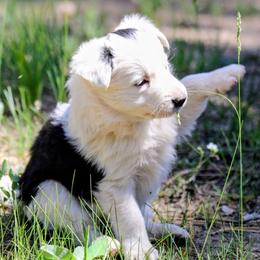 Sophie - Black and white female Border Collie puppy in Custer, South Dakota from Pinpoint Border Collies