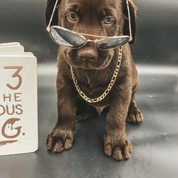 Dilute Retriever and Labrador Retriever Puppies from South Shore Labradors
