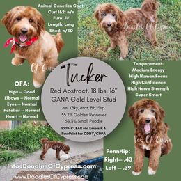 Tucker - Goldendoodle