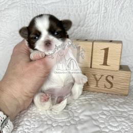 Adora - AKC Female - Liver and white female Shih Tzu puppy in Moses Lake, Washington from Shurbeez Shih Tzu