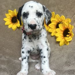Pink Girl - White and black female Dalmatian puppy in Stokesdale, North Carolina from Cosmic Spots Dalmatians