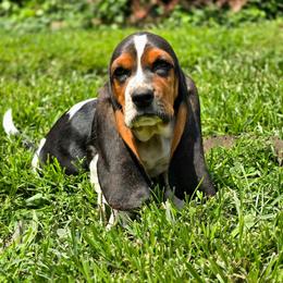 Betor (teal) - Black brown and white male Basset Hound puppy in West Chester, Ohio from Bed-N-Bassets