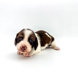 Alfie - Piebald male Dachshund puppy in Waddell, Arizona from Neu Doxies
