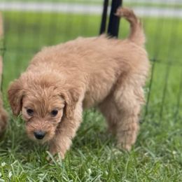 Honey - Apricot female Goldendoodle puppy in Richlands, North Carolina from Poodlesndoodles