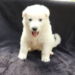 Black Boy - White male Berger Blanc Suisse puppy in New Castle, Pennsylvania from Thornvalley White Swiss Shepherds