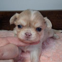 Genesis 7,500.00 Full AKC - Merle female Chihuahua puppy in Callao, Virginia from Grace & Glory Chihuahuas