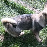 American Corgis, Pembroke Welsh Corgis, and Swedish Vallhunds from Faery Mount Farm