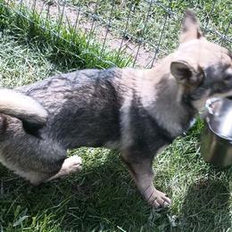 American Corgis, Pembroke Welsh Corgis, and Swedish Vallhunds from Faery Mount Farm