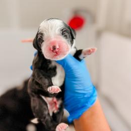 Blue - Black and white female Bernedoodle puppy in Cold Spring, Minnesota from A.N.A. Doodles