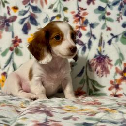 Ollie Jr AKC - Piebald male Dachshund puppy in Magnolia, Texas from J&R Macias Dachshunds