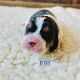 BB4 - Black brown and white male Basset Hound puppy in Britton, South Dakota from K&S Canines