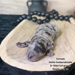 Sprinkles - Merle female Goldendoodle puppy in Pearland, Texas from Posh Paws Puppies