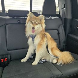 Wanagi - Pomsky