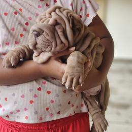 Rosco - Lilac dilute male Chinese Shar-Pei puppy in Bakersfield, California from Cashmerewrinkles