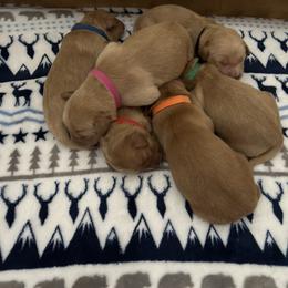 Magenta Collar - Female 5 - Light golden female Golden Retriever puppy in Bonanza, Oregon from Gold 'N Dust Ranch