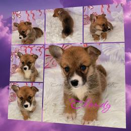 Cloudy - Sable female Pembroke Welsh Corgi puppy in Kiowa, Colorado from Cool Water Corgis LLC