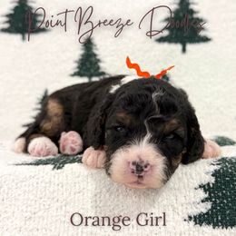 Orange Girl - Tri-color female Bernedoodle puppy in Rochester, New York from Point Breeze Doodles, LLC