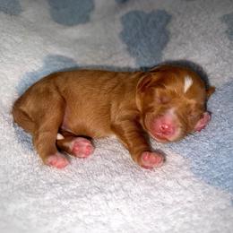 Pearl - Red female Cavapoo puppy in Knoxville, Tennessee from Duke’s Forever Doodles