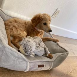 Double Doodle and Goldendoodle All Grown Up from De Luna Doodles