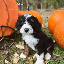 Val - Tri-color male Bernedoodle puppy in Glenwood, New Mexico from Brush Fire Doodles