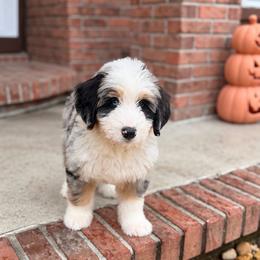 Bernedoodle puppies from Island Doodles