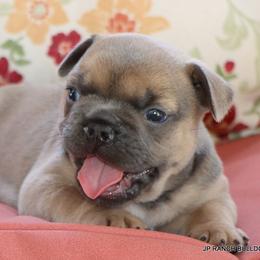 Honey - Blue fawn female French Bulldog puppy in Winnsboro, Texas from JP Ranch Bulldogs