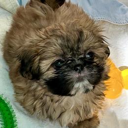 Charlotte - Brindle and white female Shih Tzu puppy in Victorville, California from Precioustzus